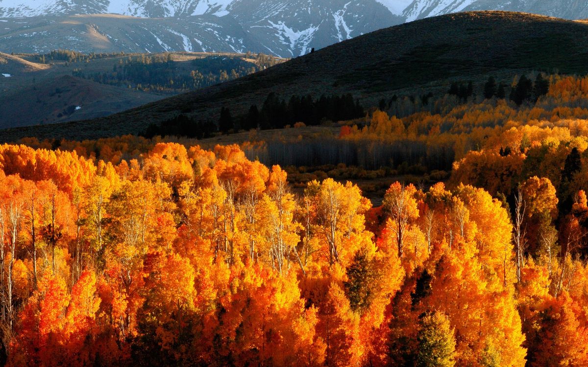 brown trees near mountain during daytime