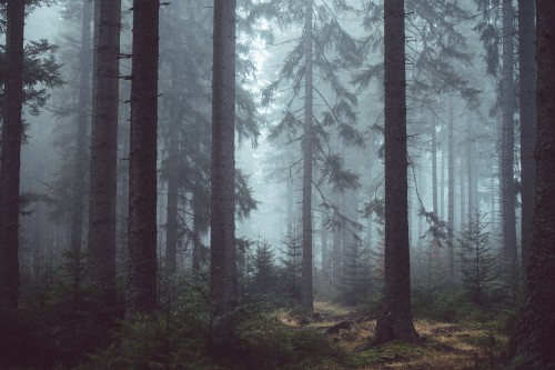 Image green trees on forest during daytime