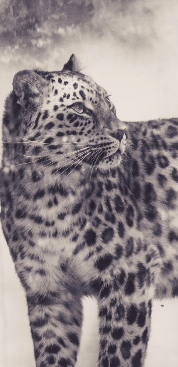 Image grayscale photo of leopard on white background