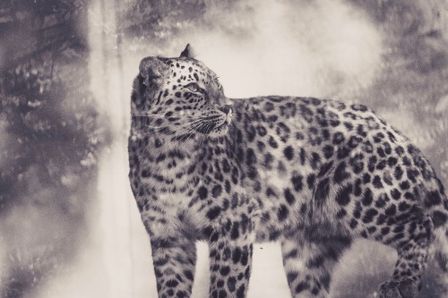 Image grayscale photo of leopard on white background