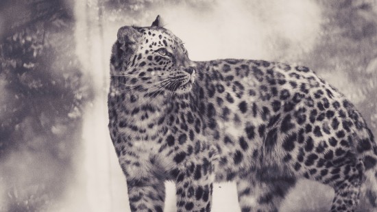 Image grayscale photo of leopard on white background