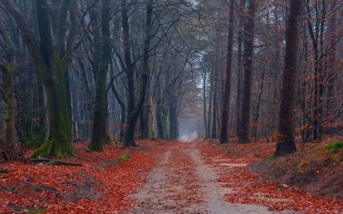 Image brown pathway between bare trees