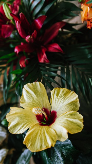 Image yellow and red flower in bloom