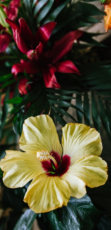 Image yellow and red flower in bloom