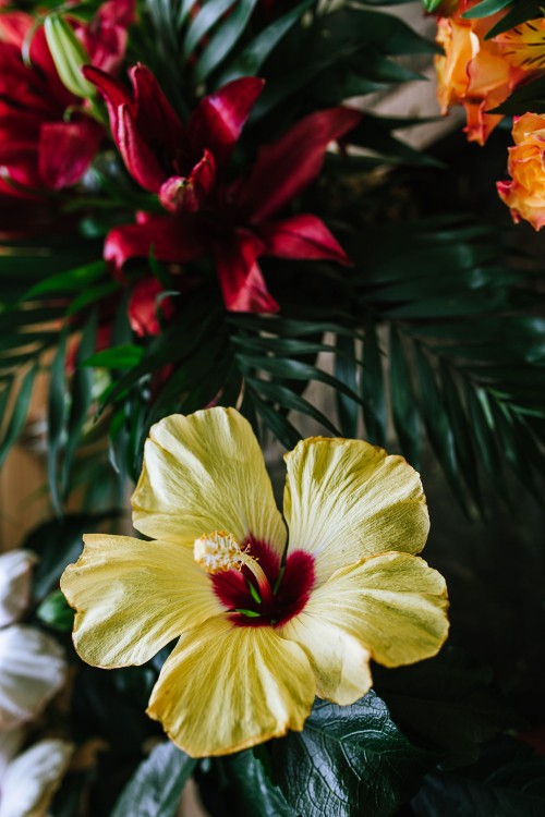 Image yellow and red flower in bloom