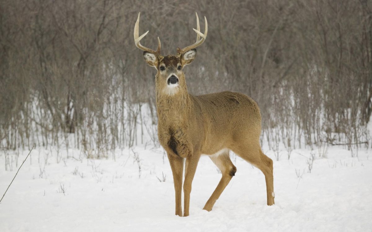 Cerf Brun Sur un Sol Couvert de Neige Pendant la Journée. Wallpaper in 1920x1200 Resolution