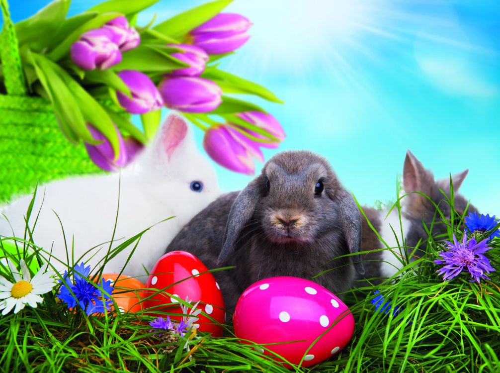 Osterhase, Osterei, Gras, Ostern, Kaninchen Und Hasen. Wallpaper in 5350x3985 Resolution