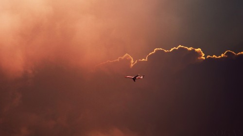 Image white and black bird flying under white clouds during daytime