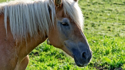 Image brown horse on green grass field during daytime