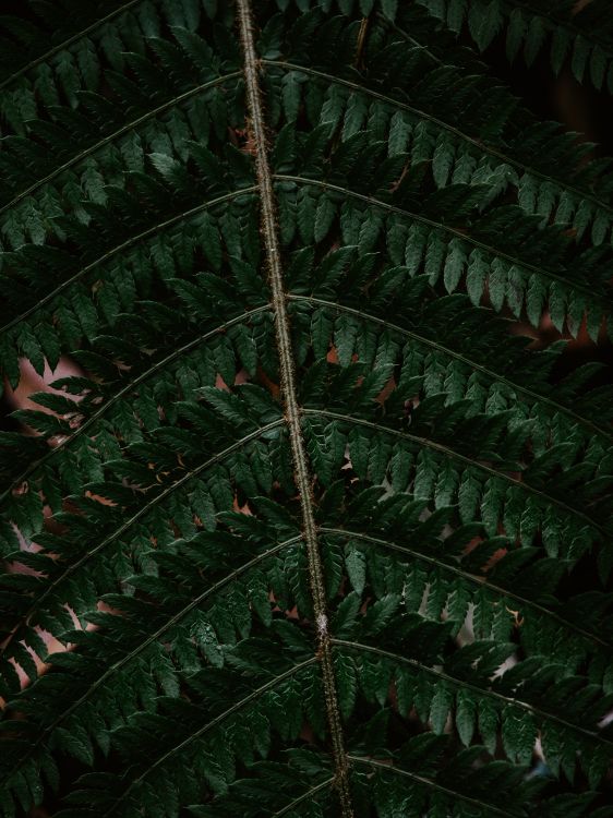 fern, leaf, green, terrestrial plant, plant