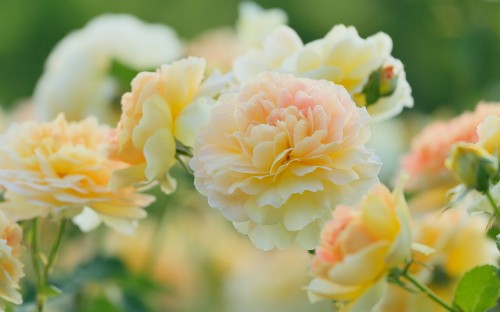 Image white and pink flower in tilt shift lens