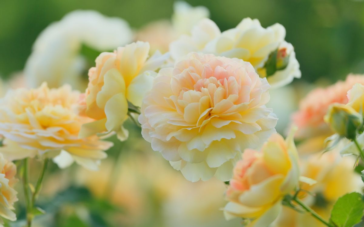 white and pink flower in tilt shift lens