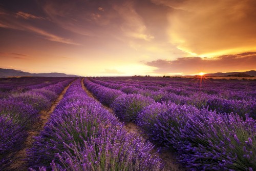 Image purple flower field during sunset