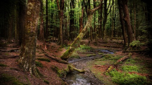 Image green moss on brown tree trunk near river during daytime