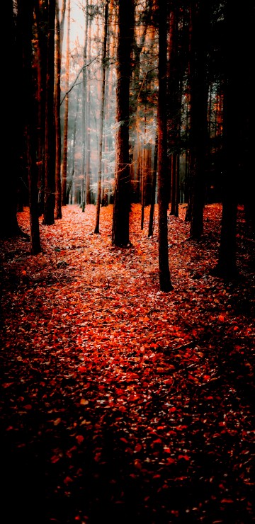 Image nature, autumn, Search Engine Optimization, smartphone, People in nature