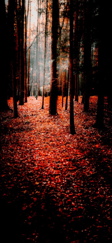 Image nature, autumn, Search Engine Optimization, smartphone, People in nature