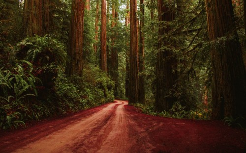 Image brown road in the middle of green trees