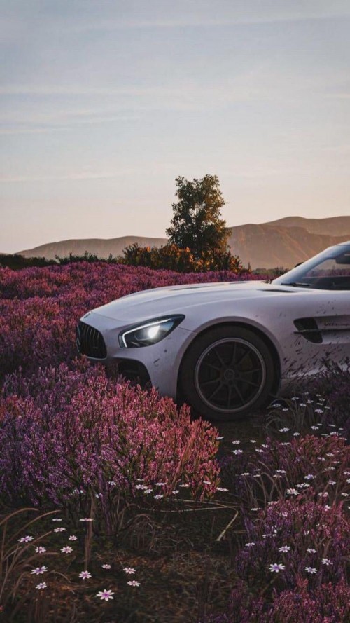 Image cars, tire, wheel, plant, flower