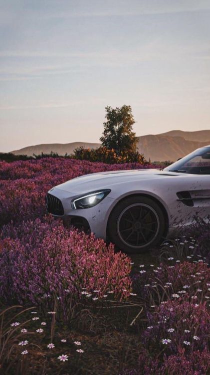 cars, tire, wheel, plant, flower