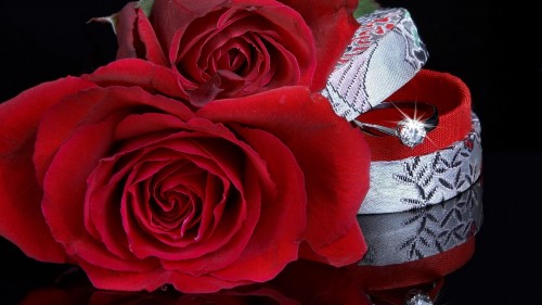 Image rose, red, garden roses, petal, love