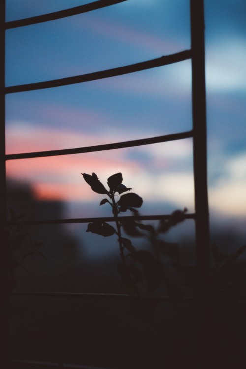 Image colored, cloud, atmosphere, window, plant