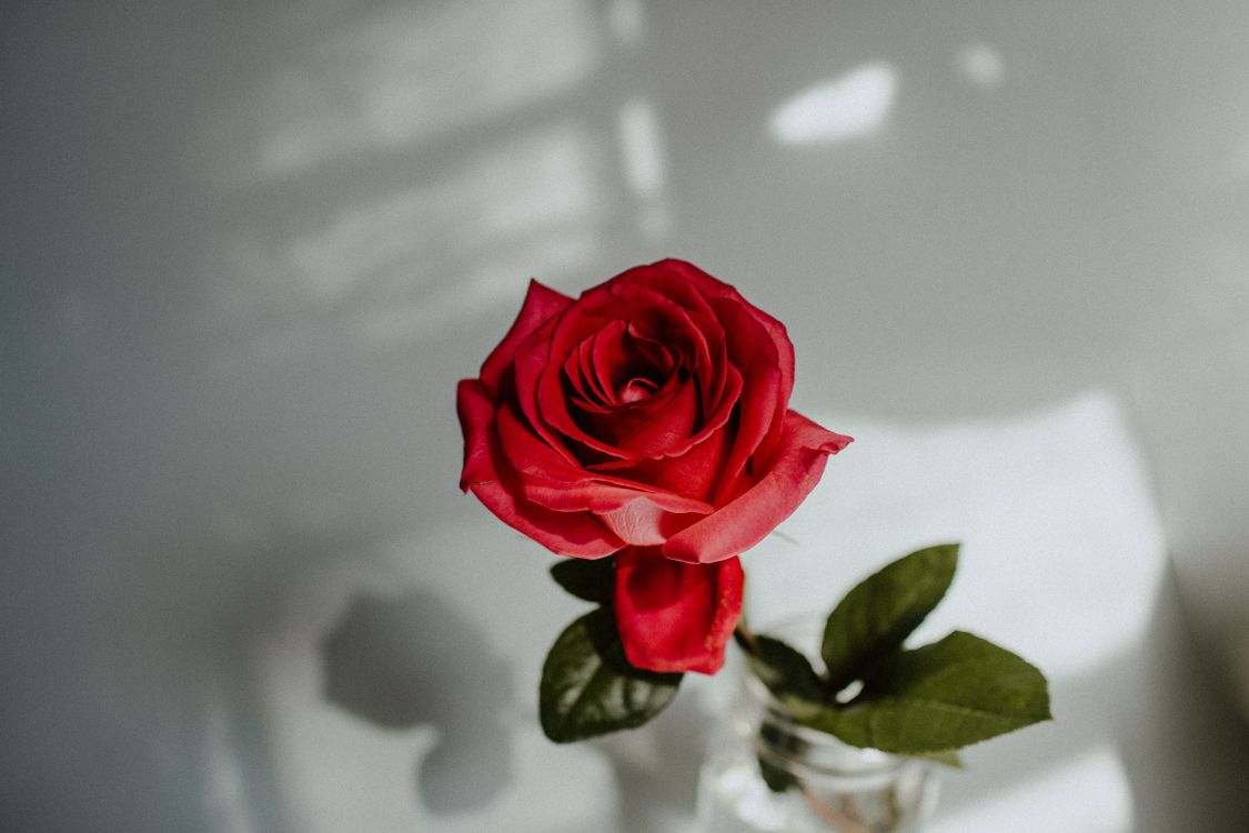 Rose Rouge Dans un Vase en Verre Transparent. Wallpaper in 5568x3712 Resolution