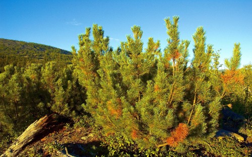 Image green and brown trees under blue sky during daytime