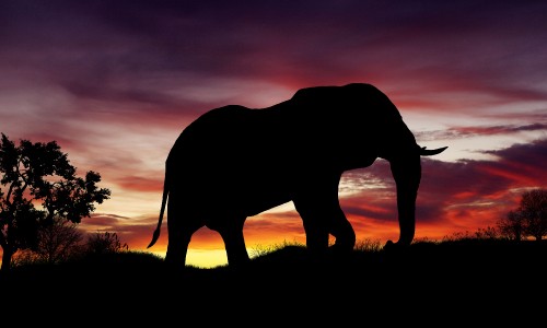 Image silhouette of elephant on grass field during sunset