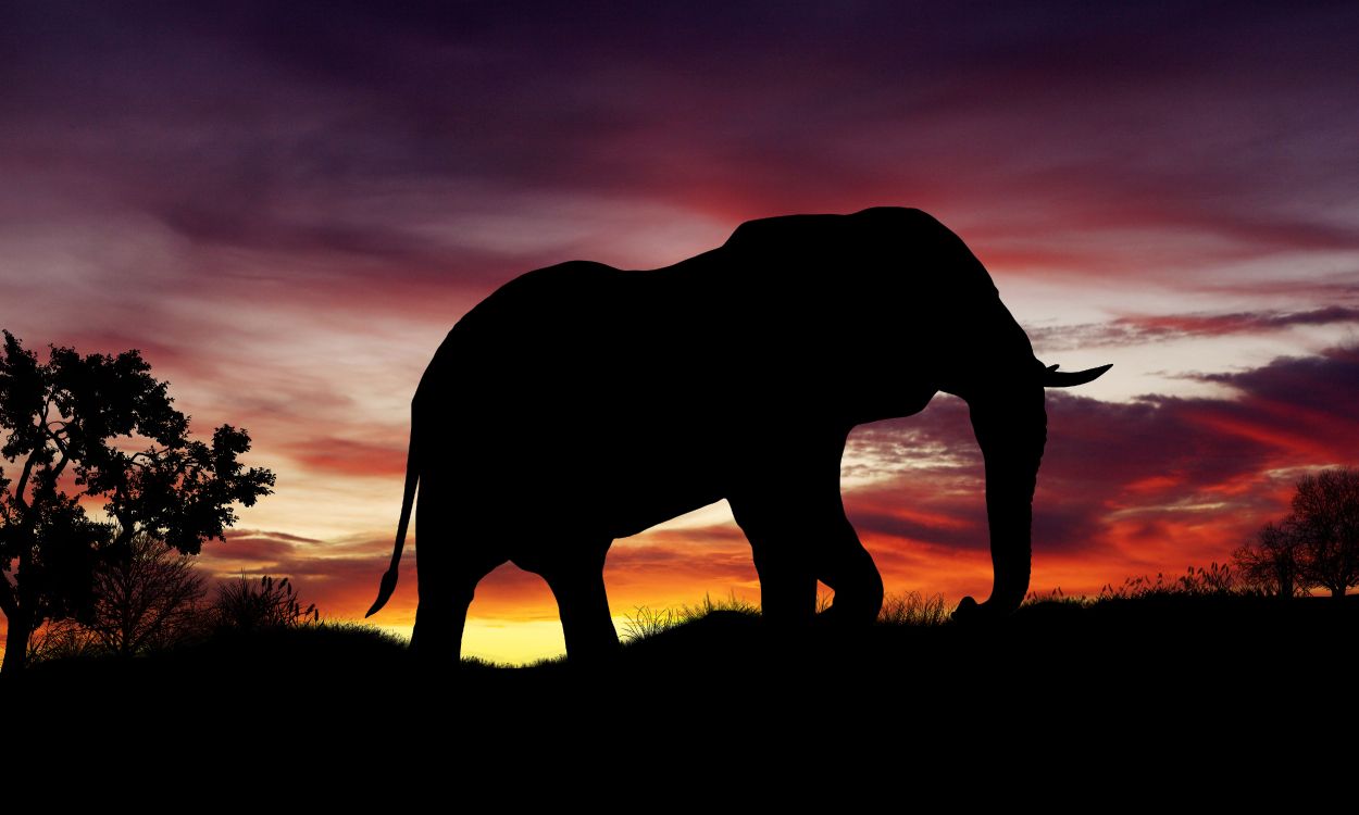 silhouette of elephant on grass field during sunset