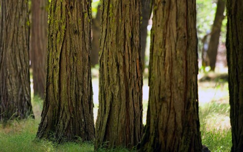 Image brown tree trunk on green grass field