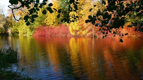 Image green and yellow leaves on body of water