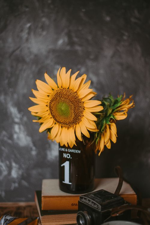 sunflower in black glass bottle