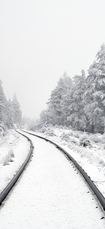 Image scripture on fulfillment, plant, snow, tree, branch