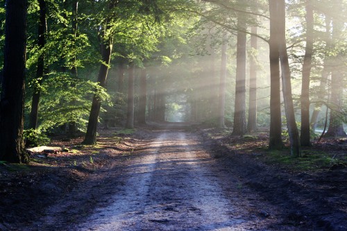 Image pathway between trees during daytime