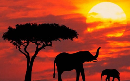 Image silhouette of elephant standing beside tree during sunset