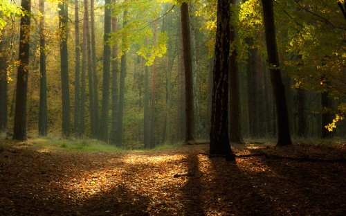 Image brown leaves on ground surrounded by trees