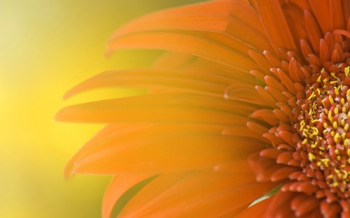 Image yellow and orange flower in close up photography