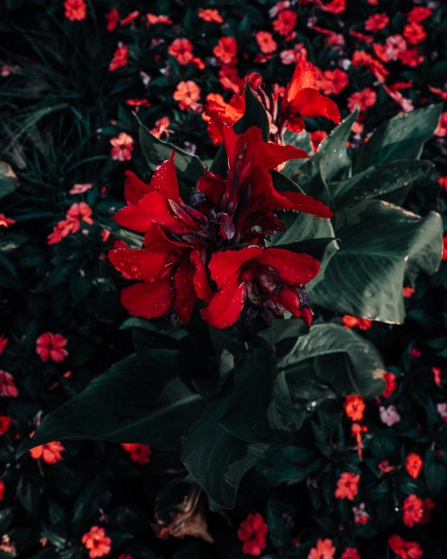 Image red flowers with green leaves