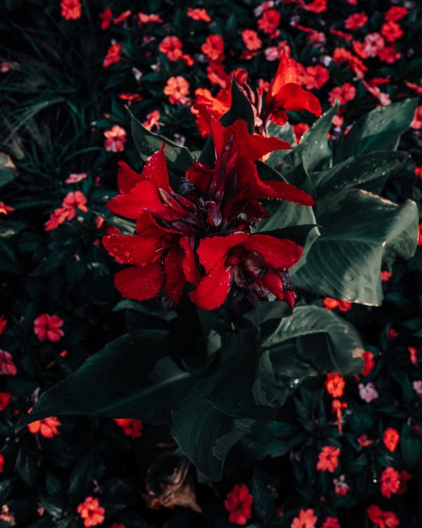 Red Flowers With Green Leaves. Wallpaper in 3430x4288 Resolution