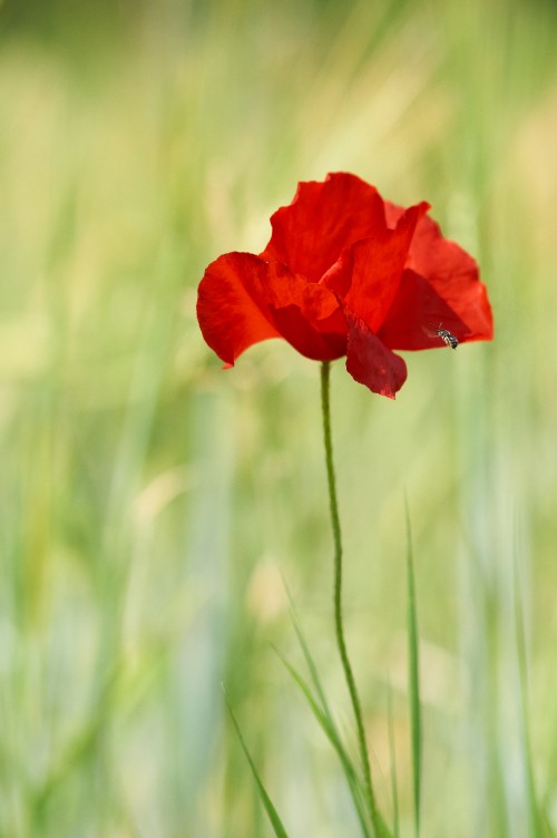 Image red flower in green grass during daytime