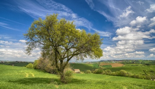 Image green grass field with trees under blue sky during daytime