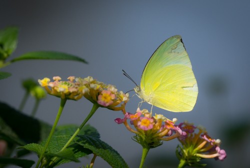 Image green butterfly perched on yellow flower in close up photography during daytime