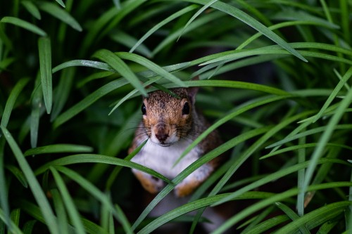 Image brown and white squirrel on green grass during daytime