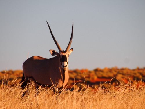 Image brown deer on brown grass field during daytime