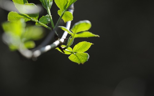 Image green leaf plant in close up photography