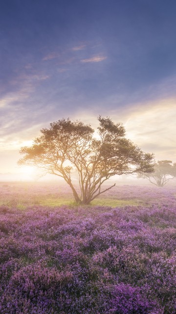 Image spring, flower, cherry blossom, cloud, field