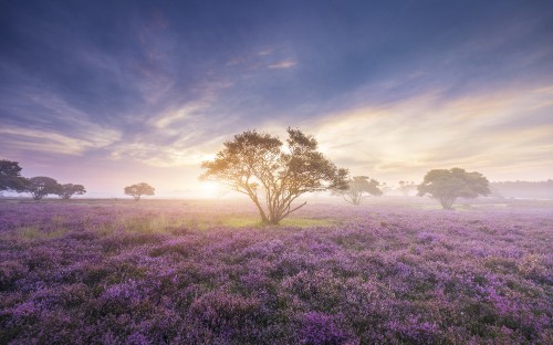 Image spring, flower, cherry blossom, cloud, field