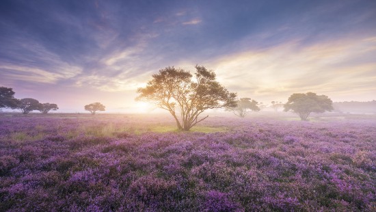 Image spring, flower, cherry blossom, cloud, field
