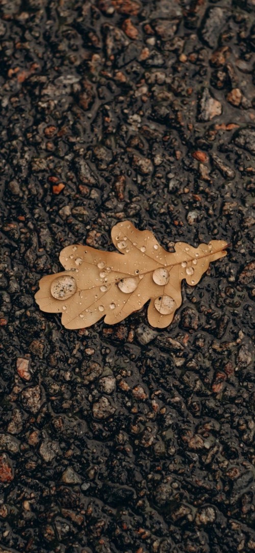 Image leaf, oak, plant, road surface, asphalt