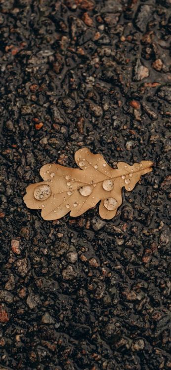 leaf, oak, plant, road surface, asphalt